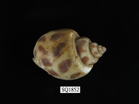 藏品(象牙鳳螺)的圖片